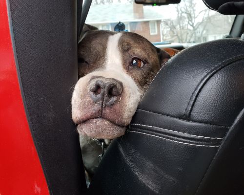 In memory of Blade, the late company dog